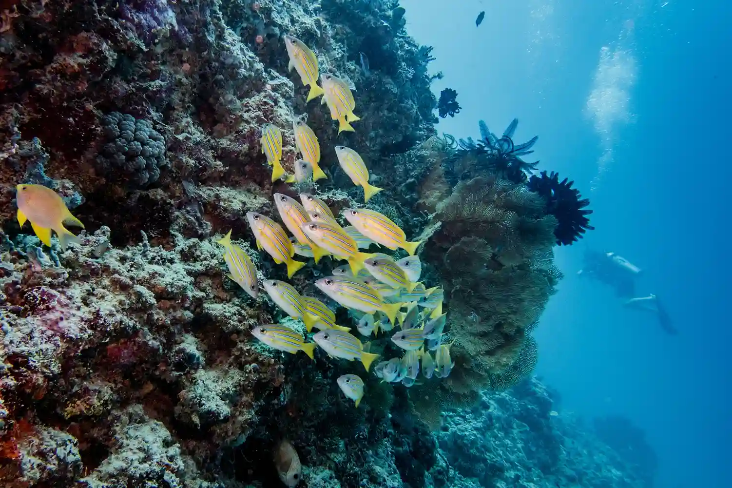 underwater, Indonesia